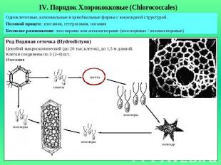 IV. Порядок Хлорококковые (Chlorococcales)Одноклеточные, колониальные и ценобиал