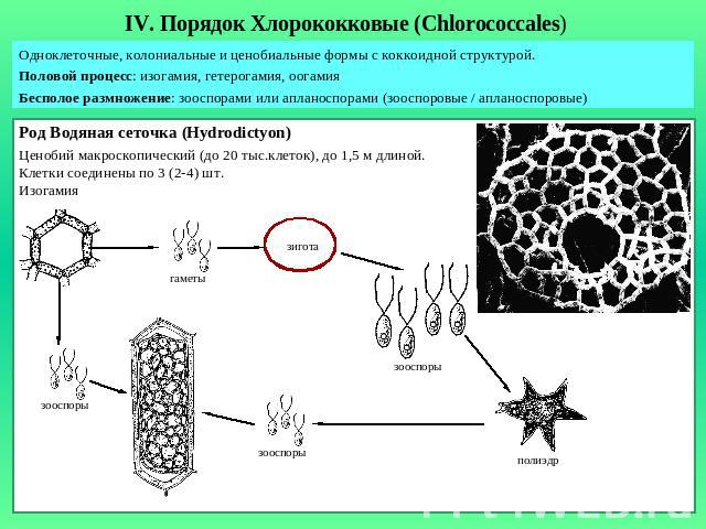 IV. Порядок Хлорококковые (Chlorococcales)Одноклеточные, колониальные и ценобиальные формы с коккоидной структурой.Половой процесс: изогамия, гетерогамия, оогамияБесполое размножение: зооспорами или апланоспорами (зооспоровые / апланоспоровые)Род Во…