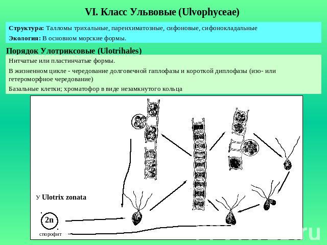 VI. Класс Ульвовые (Ulvophyceae) Структура: Талломы трихальные, паренхиматозные, сифоновые, сифонокладальныеЭкология: В основном морские формы. Порядок Улотриксовые (Ulotrihales)Нитчатые или пластинчатые формы.В жизненном цикле - чередование долгове…