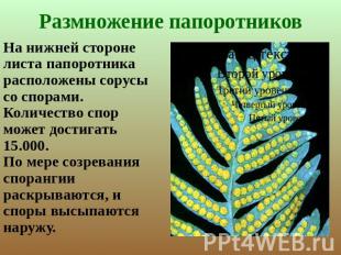 Размножение папоротников На нижней стороне листа папоротника расположены сорусы