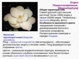 Отдел Покрытосеменные (Magnoliophyta) Общая характеристикаСамый крупный отдел вы