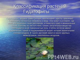 Классификация растений Гидатофиты Гидатофиты – водные травы (элодея, валлиснерия