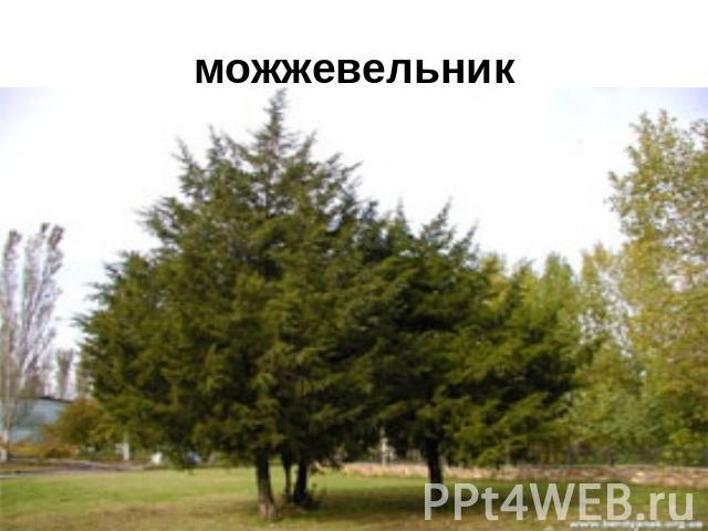 можжевельник