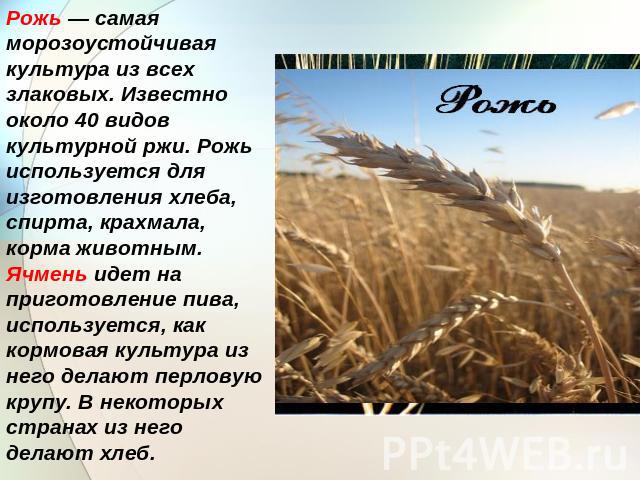 Рожь — самая морозоустойчивая культура из всех злаковых. Известно около 40 видов культурной ржи. Рожь используется для изготовления хлеба, спирта, крахмала, корма животным.Ячмень идет на приготовление пива, используется, как кормовая культура из нег…