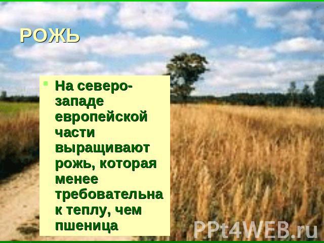 РОЖЬ На северо-западе европейской части выращивают рожь, которая менее требовательна к теплу, чем пшеница