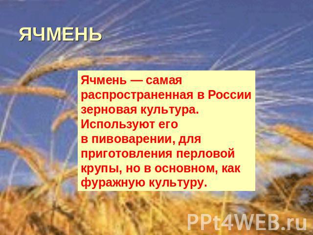 ЯЧМЕНЬ Ячмень — самая распространенная в России зерновая культура. Используют его в пивоварении, для приготовления перловой крупы, но в основном, как фуражную культуру.