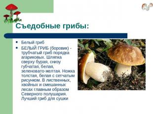 Съедобные грибы: Белый грибБЕЛЫЙ ГРИБ (боровик) - трубчатый гриб порядка агарико