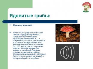 Ядовитые грибы: Мухомор красныйМУХОМОР - род пластинчатых грибов порядка агарико