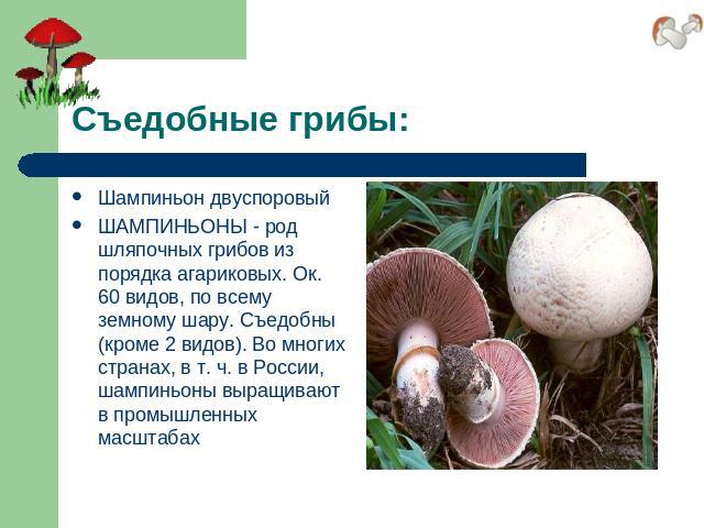 Съедобные грибы: Шампиньон двуспоровыйШАМПИНЬОНЫ - род шляпочных грибов из порядка агариковых. Ок. 60 видов, по всему земному шару. Съедобны (кроме 2 видов). Во многих странах, в т. ч. в России, шампиньоны выращивают в промышленных масштабах