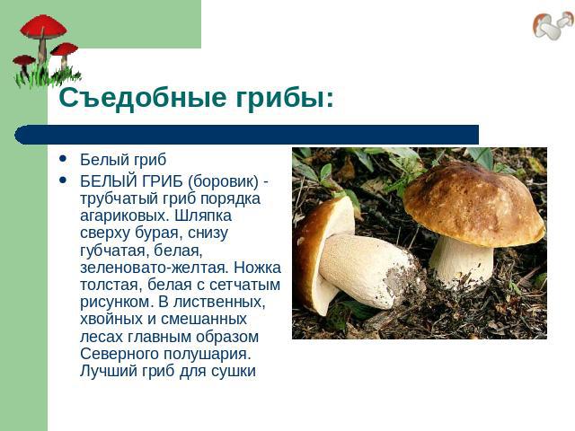 Съедобные грибы: Белый грибБЕЛЫЙ ГРИБ (боровик) - трубчатый гриб порядка агариковых. Шляпка сверху бурая, снизу губчатая, белая, зеленовато-желтая. Ножка толстая, белая с сетчатым рисунком. В лиственных, хвойных и смешанных лесах главным образом Сев…