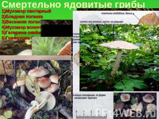 Смертельно ядовитые грибы 1)Мухомор пантерный 2)Бледная поганка 3)Весенняя поган