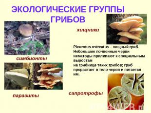 ЭКОЛОГИЧЕСКИЕ ГРУППЫ ГРИБОВ Pleurotus ostreatus – хищный гриб. Небольшие почвенн