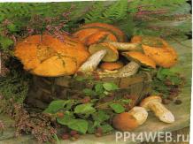 Многообразие грибов, их роль в биосфере и жизни человека