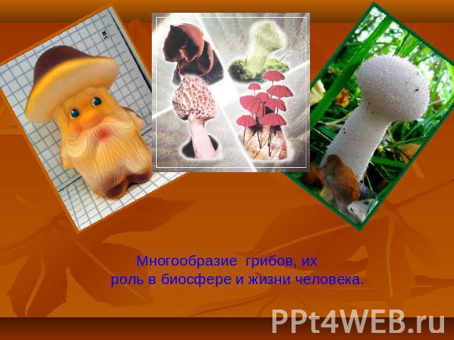 Многообразие грибов, их роль в биосфере и жизни человека.