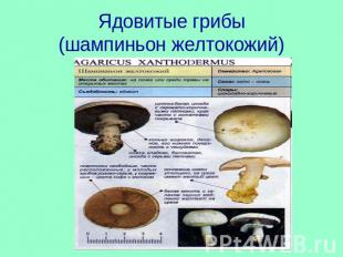 Ядовитые грибы(шампиньон желтокожий)