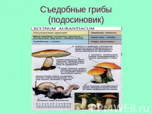 Съедобные грибы(подосиновик)