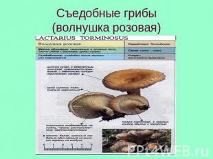 Съедобные грибы(волнушка розовая)