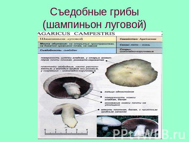 Съедобные грибы(шампиньон луговой)