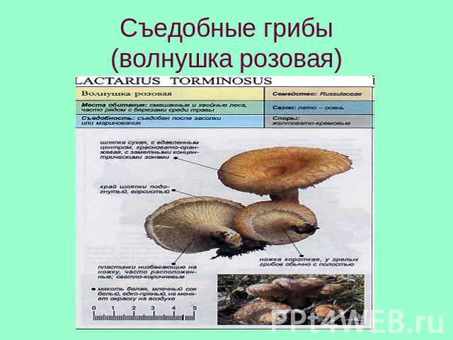 Съедобные грибы(волнушка розовая)