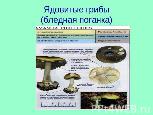 Ядовитые грибы(бледная поганка)