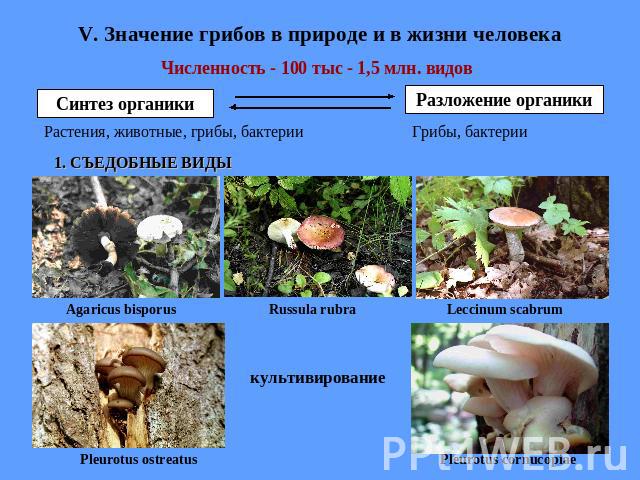 V. Значение грибов в природе и в жизни человека Численность - 100 тыс - 1,5 млн. видов