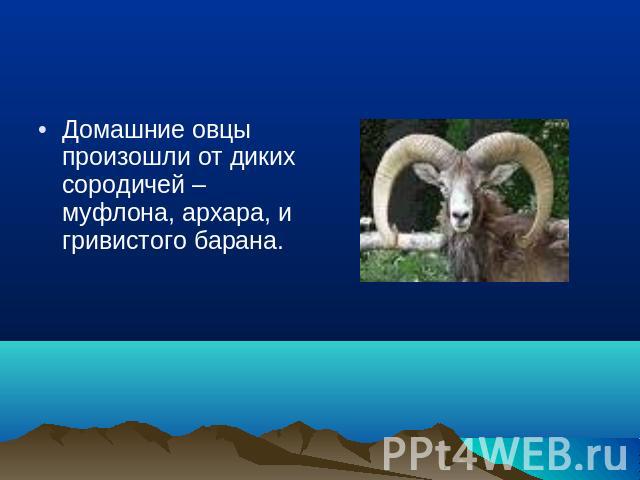 Домашние овцы произошли от диких сородичей – муфлона, архара, и гривистого барана.