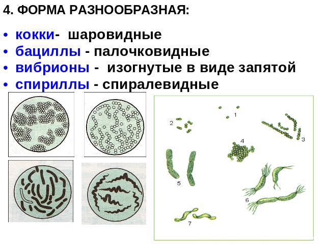 4. ФОРМА РАЗНООБРАЗНАЯ: кокки- шаровидные бациллы - палочковидные вибрионы - изогнутые в виде запятойспириллы - спиралевидные