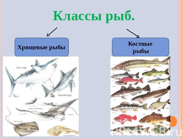 Классы рыб. Хрящевые рыбыКостные рыбы