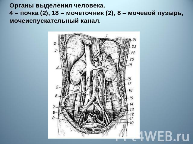 Органы выделения человека. 4 – почка (2), 18 – мочеточник (2), 8 – мочевой пузырь, мочеиспускательный канал.