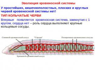 Эволюция кровеносной системы У простейших, кишечнополостных, плоских и круглых ч