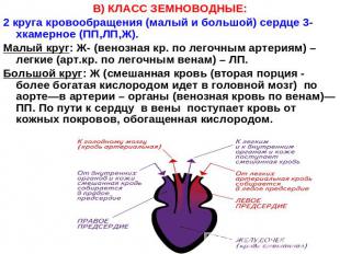 В) КЛАСС ЗЕМНОВОДНЫЕ:2 круга кровообращения (малый и большой) сердце 3-хкамерное