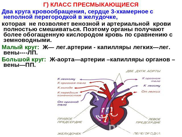 Г) КЛАСС ПРЕСМЫКАЮЩИЕСЯДва круга кровообращения, сердце 3-хкамерное с неполной перегородкой в желудочке, которая не позволяет венозной и артериальной крови полностью смешиваться. Поэтому органы получают более обогащенную кислородом кровь по сравнени…