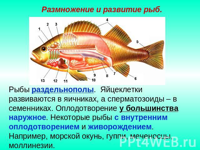 Размножение и развитие рыб. Рыбы раздельнополы. Яйцеклетки развиваются в яичниках, а сперматозоиды – в семенниках. Оплодотворение у большинства наружное. Некоторые рыбы с внутренним оплодотворением и живорождением. Например, морской окунь, гуппи, ме…
