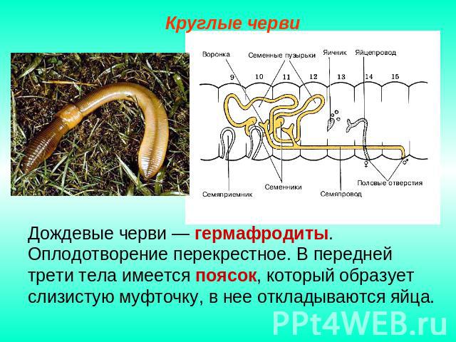 Круглые черви Дождевые черви — гермафродиты. Оплодотворение перекрестное. В передней трети тела имеется поясок, который образует слизистую муфточку, в нее откладываются яйца.