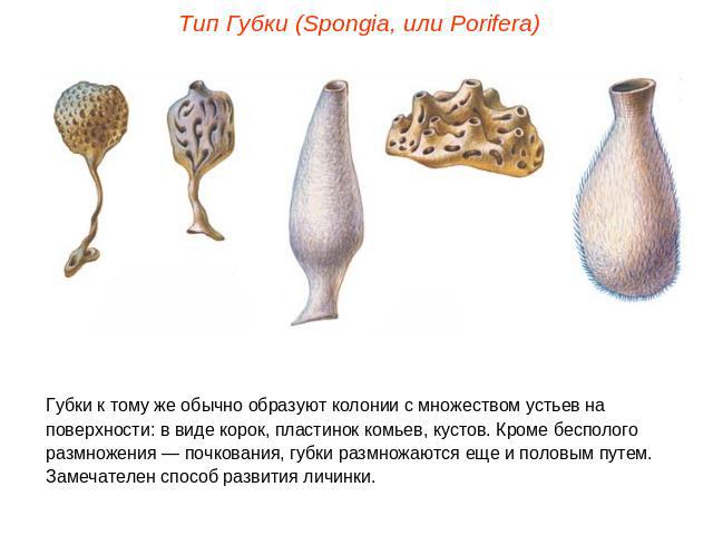 Тип Губки (Spongia, или Porifera)Губки к тому же обычно образуют колонии с множеством устьев на поверхности: в виде корок, пластинок комьев, кустов. Кроме бесполого размножения — почкования, губки размножаются еще и половым путем. Замечателен способ…