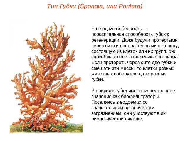 Тип Губки (Spongia, или Porifera)Еще одна особенность — поразительная способность губок к регенерации. Даже будучи протертыми через сито и превращенными в кашицу, состоящую из клеток или их групп, они способны к восстановлению организма. Если протер…