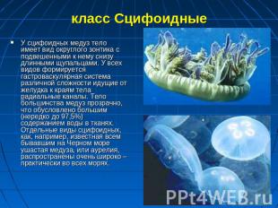 класс Сцифоидные У сцифоидных медуз тело имеет вид округлого зонтика с подвешенн