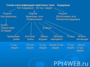 Схема классификации животных типа Хордовые Тип Хордовые 50 тыс. видов Подтип Под