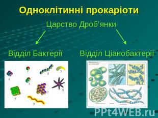 Одноклітинні прокаріоти Царство Дроб’янкиВідділ Бактерії Відділ Ціанобактерії