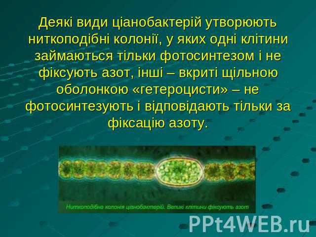 Деякі види ціанобактерій утворюють ниткоподібні колонії, у яких одні клітини займаються тільки фотосинтезом і не фіксують азот, інші – вкриті щільною оболонкою «гетероцисти» – не фотосинтезують і відповідають тільки за фіксацію азоту.