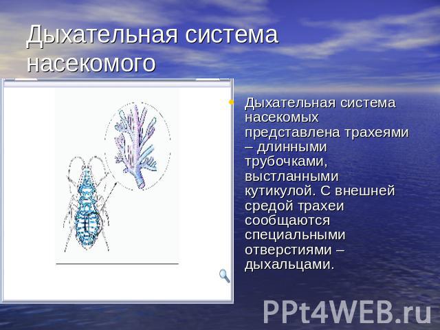 Дыхательная система насекомого Дыхательная система насекомых представлена трахеями – длинными трубочками, выстланными кутикулой. С внешней средой трахеи сообщаются специальными отверстиями – дыхальцами.