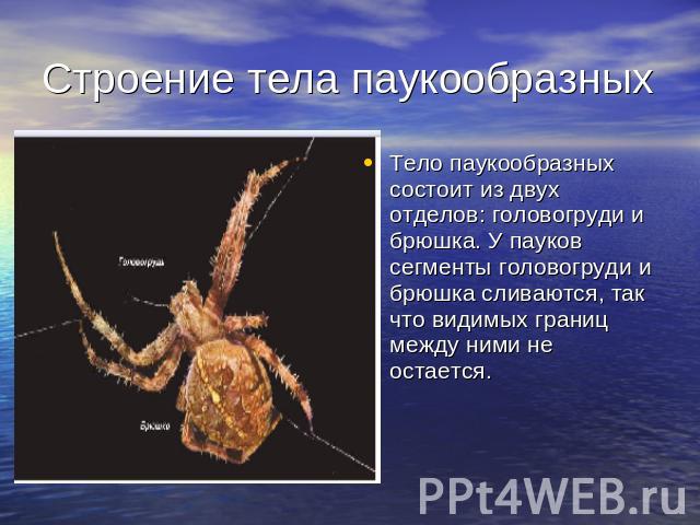 Строение тела паукообразных Тело паукообразных состоит из двух отделов: головогруди и брюшка. У пауков сегменты головогруди и брюшка сливаются, так что видимых границ между ними не остается.