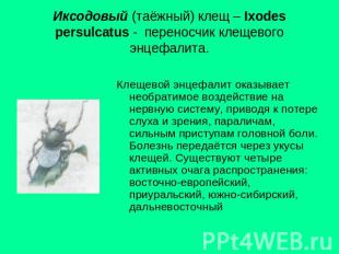 Иксодовый (таёжный) клещ – Ixodes persulcatus - переносчик клещевого энцефалита.