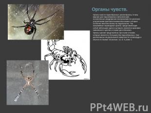 Органы чувств. Органы чувств паукообразных разнообразны. Очень важные для паукоо