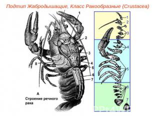 Подтип Жабродышащие, Класс Ракообразные (Crustacea)
