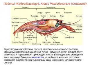 Подтип Жабродышащие, Класс Ракообразные (Crustacea) Мускулатура ракообразных сос