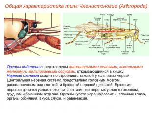 Общая характеристика типа Членистоногие (Arthropoda) Органы выделения представле