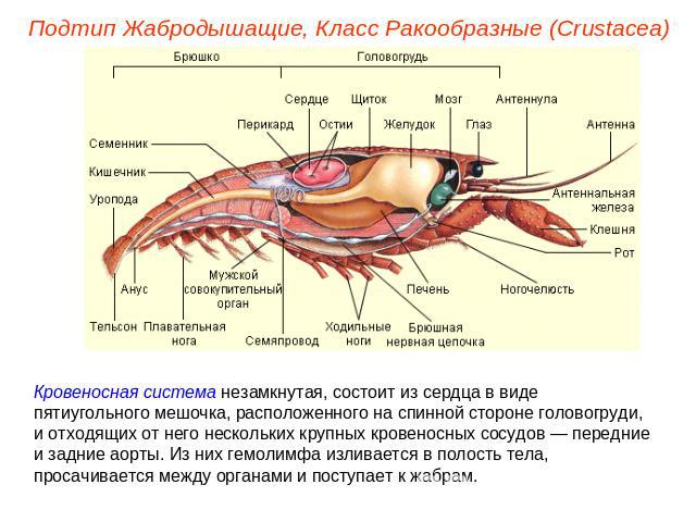Подтип Жабродышащие, Класс Ракообразные (Crustacea) Кровеносная система незамкнутая, состоит из сердца в виде пятиугольного мешочка, расположенного на спинной стороне головогруди, и отходящих от него нескольких крупных кровеносных сосудов — передние…