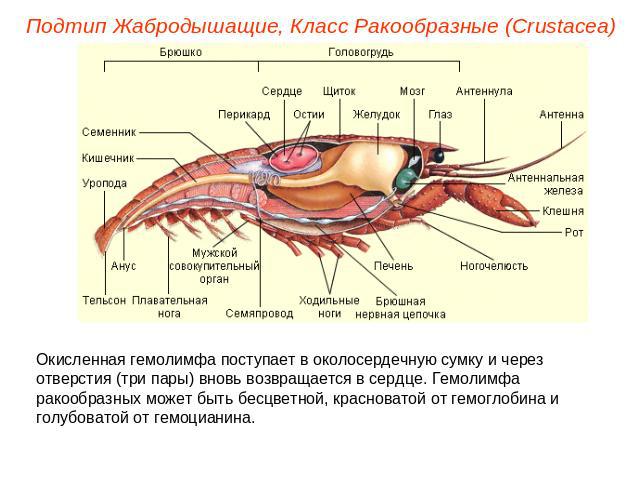 Подтип Жабродышащие, Класс Ракообразные (Crustacea) Окисленная гемолимфа поступает в околосердечную сумку и через отверстия (три пары) вновь возвращается в сердце. Гемолимфа ракообразных может быть бесцветной, красноватой от гемоглобина и голубовато…