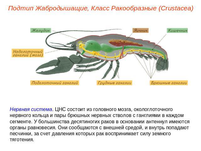 Подтип Жабродышащие, Класс Ракообразные (Crustacea) Нервная система. ЦНС состоит из головного мозга, окологлоточного нервного кольца и пары брюшных нервных стволов с ганглиями в каждом сегменте. У большинства десятиногих раков в основании антеннул и…
